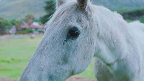 Farm,-field-and-woman-pet-horse-for-bonding