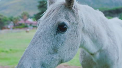 granja, campo y mujer caballo de mascota para la vinculación