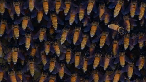 honey bees are known to build large colonies of nest with symmetrical pockets made of wax for them to store honey as their food source
