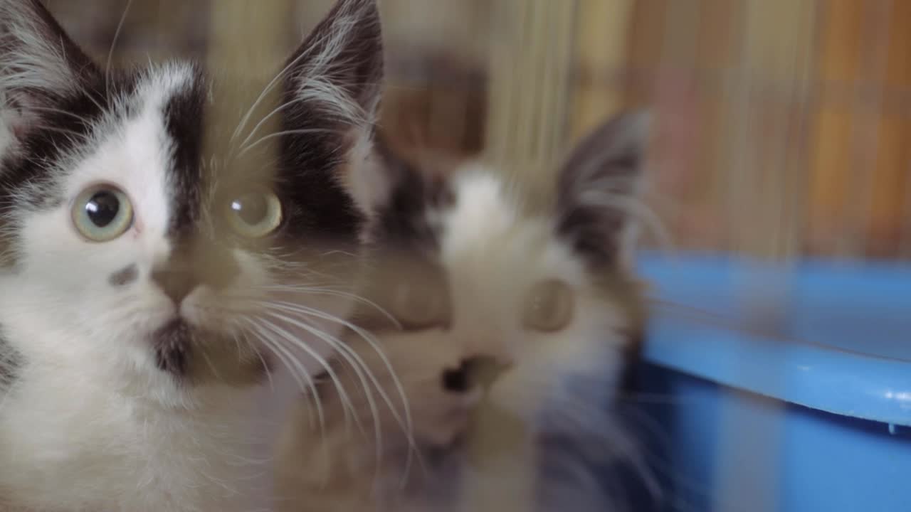 Due adorabili gattini bianchi e neri salvati in una gabbia del rifugio animali