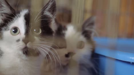 two adorable black and white rescued kittens in animal welfare cage