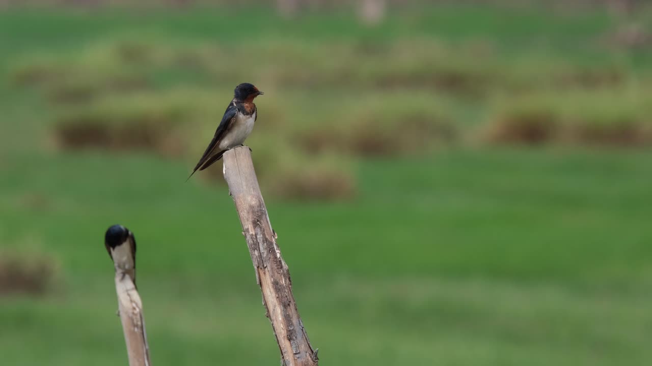 헛간 삼키기, hirundo rustica, pak pli, nakhon nayok, 태국