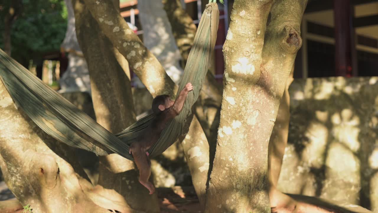 Macaque Hanging Upside Down From Hammock, Daring Acrobatic Moment As Primate Balances By Tail And Limbs Sunlit Park Backdrop With Shaded Bark, Curious Observer Energy And Playful Stunt