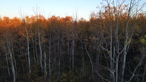 Canadian-forest-during-fall-season-in-Alberta,-Canada