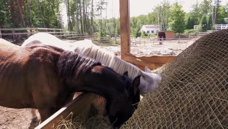 black and white horses eating hay in farm