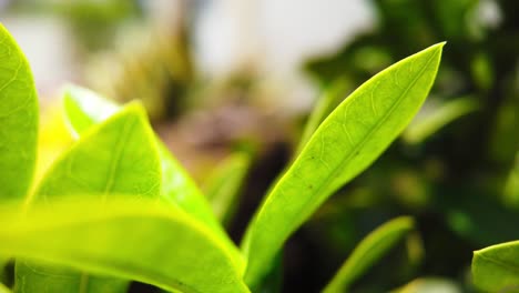 timelapse dinâmico captura fotos de close-up de folhas de plantas tropicais durante o dia, com outras plantas no fundo