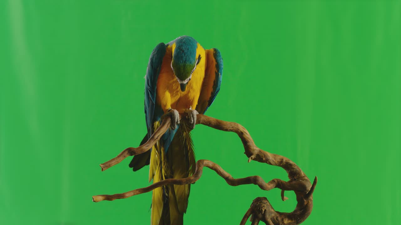 papagaio macaw azul y amarillo ( ara ararauna ) sentado o de pie en una rama en el fondo de la pantalla verde. filmado en la cámara de cine arri alexa en cámara lenta.