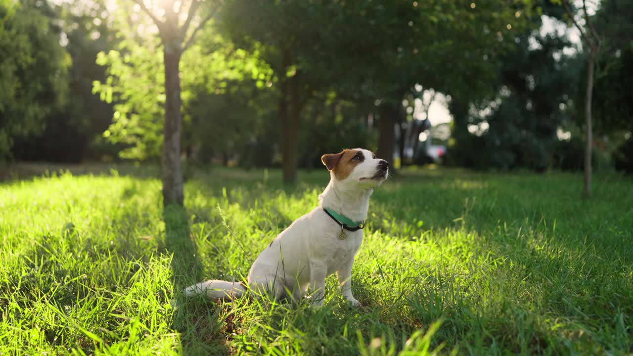 el lindo perro jack russell terrier sentado en la hierba en un parque