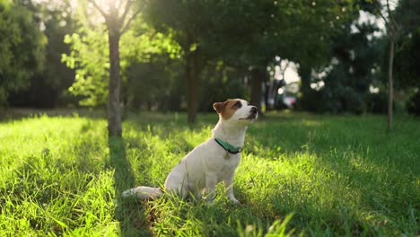 cute jack russell terrier dog sitting in the grass in a park