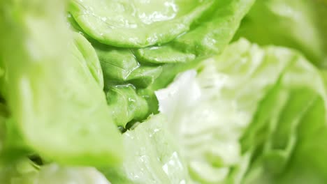 macro shot of a fresh lettuce and water dripping