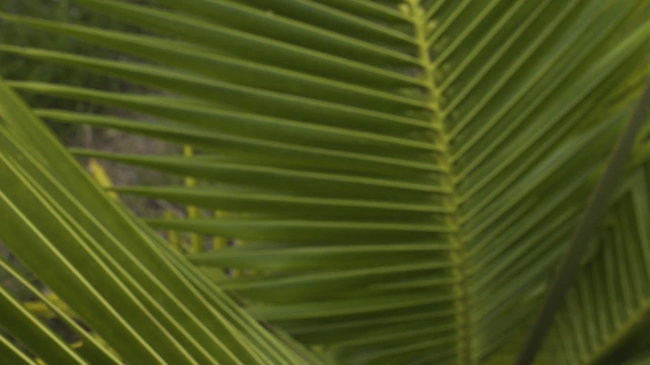 Close-up de folha jovem de coqueiro.