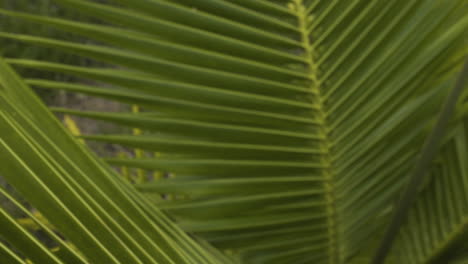 cerca de hoja de palmera de coco joven