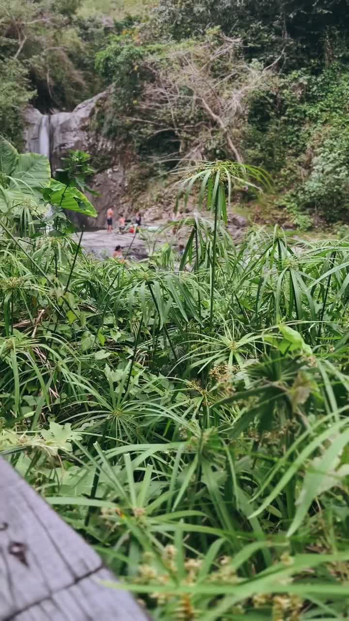 hermosa cascada y vegetación exuberante