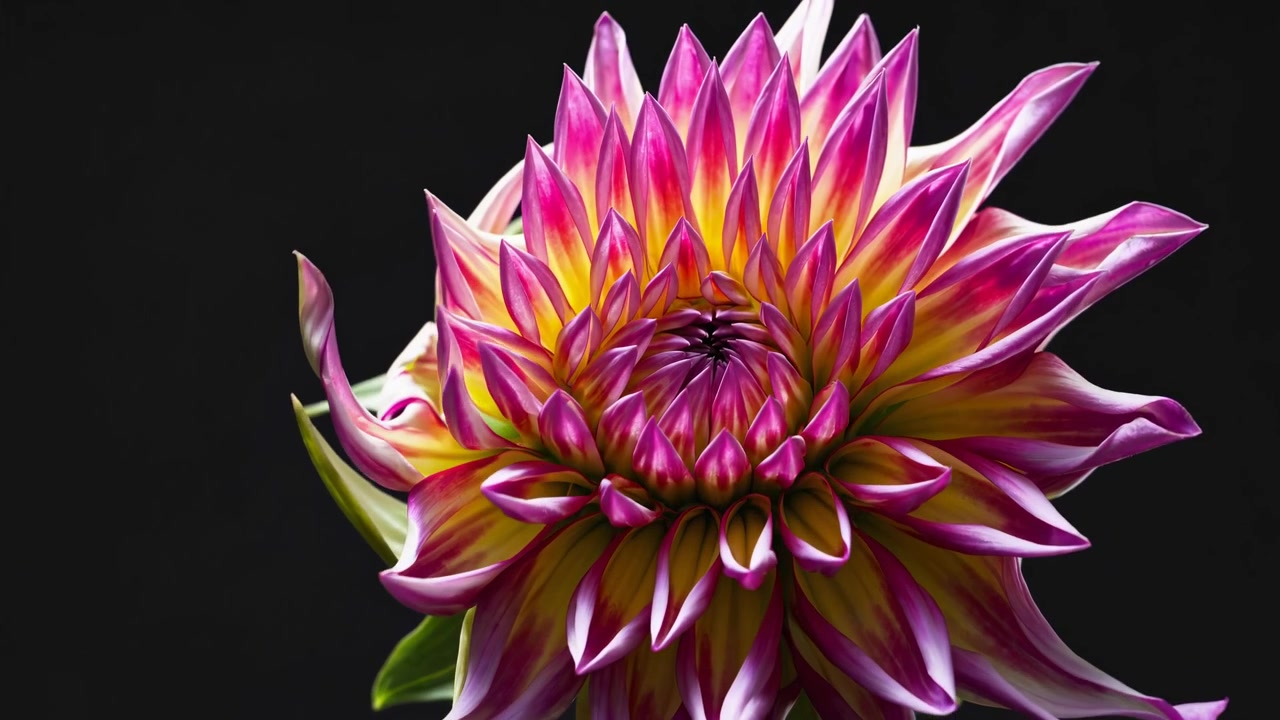 Timelapse av en livfull dahlia som blommar