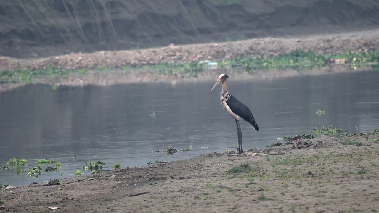 меньший аист-адъютант, стоящий на берегу реки в утреннем свете