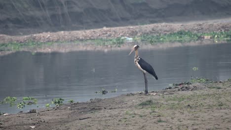 una cigüeña ayudante menor parada en la orilla de un río a la luz de la mañana
