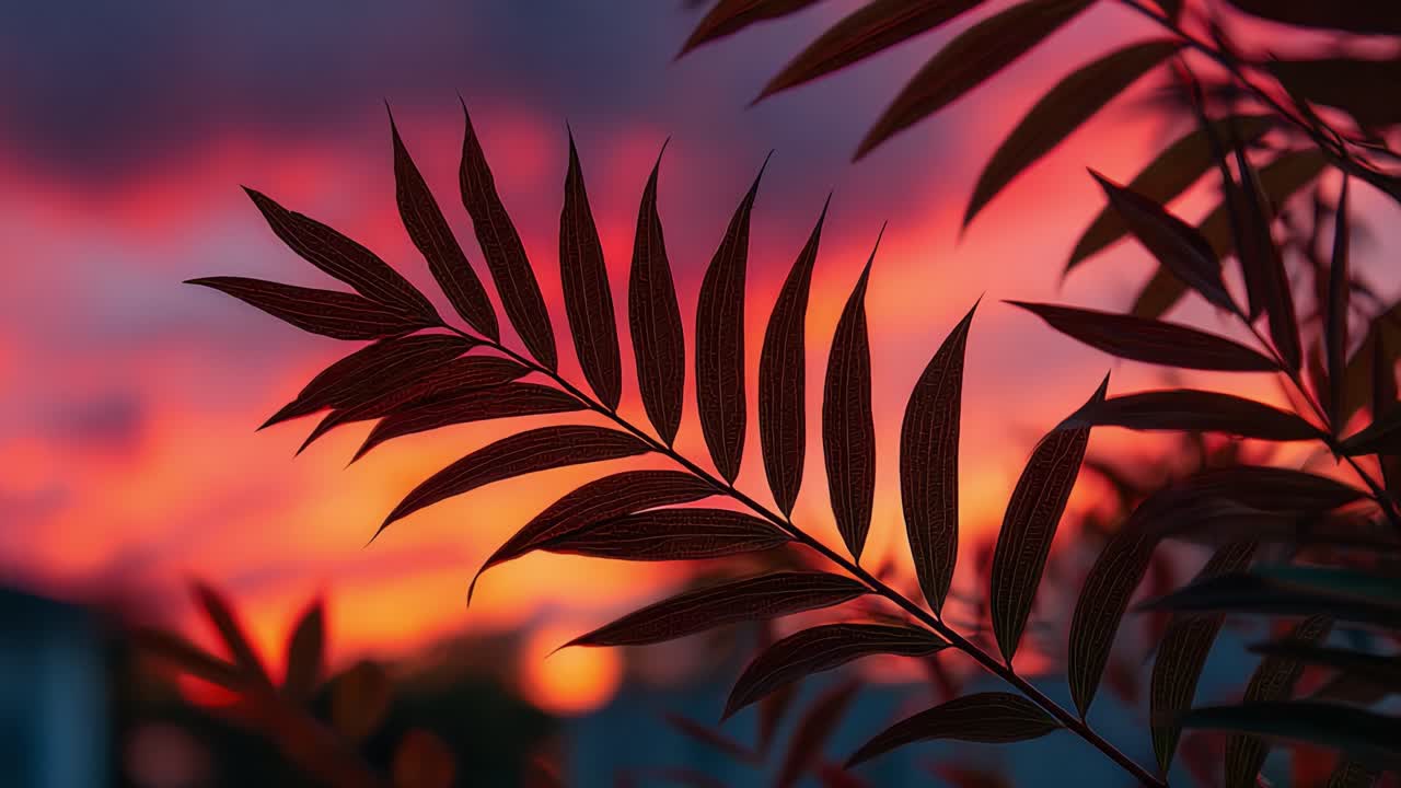 Stunning Silhouette of Fern Leaves Against a Vivid Sunset Sky with Dramatic Colors Blending into a Natural Artwork of Shadow and Light