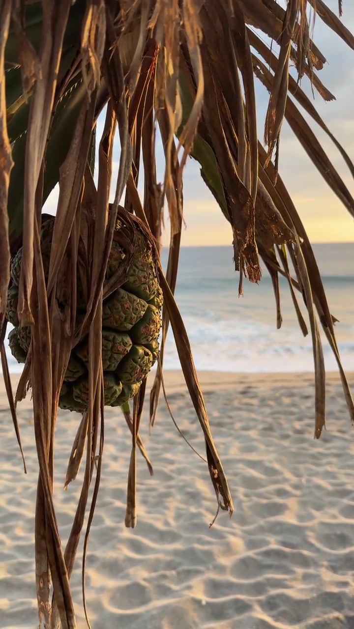 Pandanus Fruit Hanging on Tropical Beach at Sunset