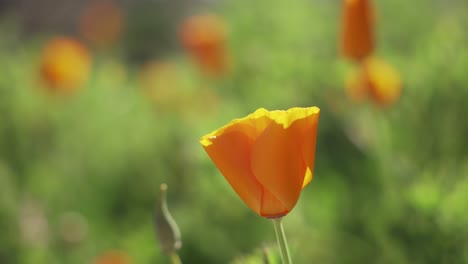 Bonitos-Tulipanes-Plantas-Amarillas-En-El-Parque