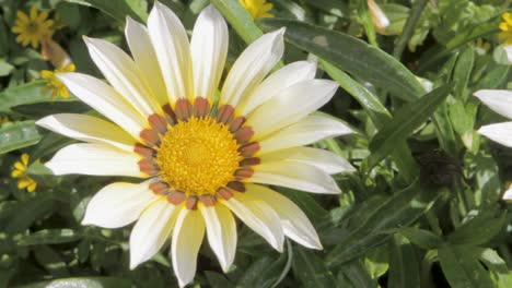 primer plano de una vibrante margarita amarilla y blanca en plena floración, con la luz del sol realzando sus colores