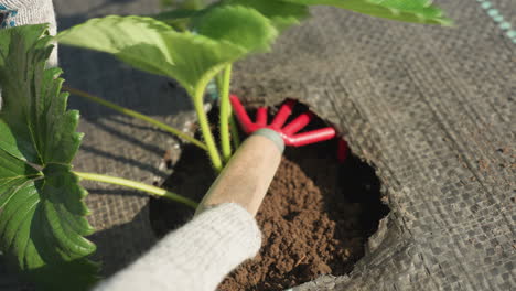 close up shows farmer with gloves pruning soil around strawberry plant on woven ground cover using hand cultivator, loosening earth, removing weed, focused maintenance under summer sun