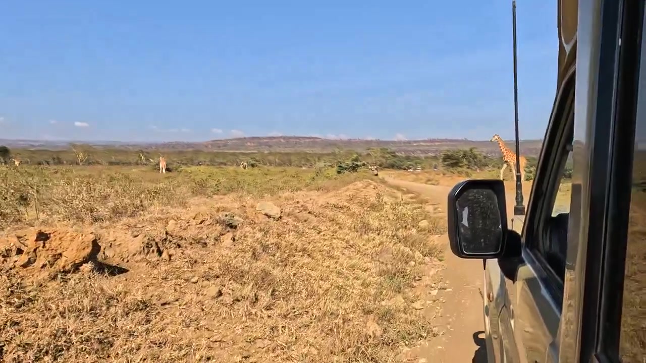 POV da un veicolo da safari che osserva delle giraffe nel Parco Nazionale del Lago Nakuru.