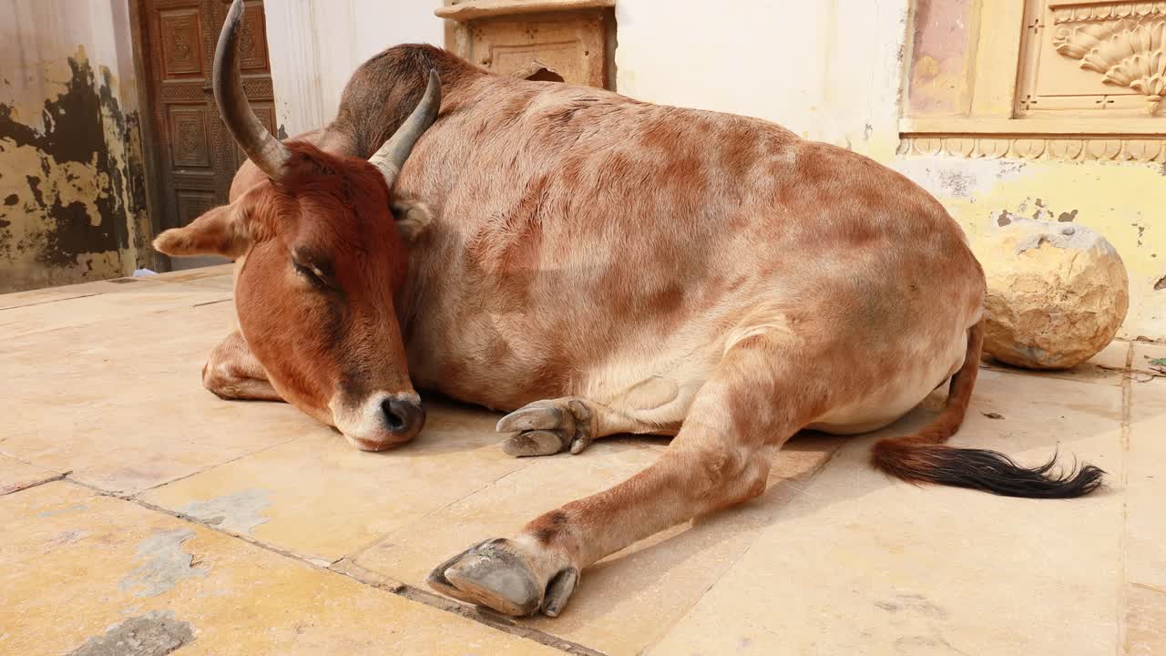Mucca per strada in India. La Costituzione dell'India prevede la protezione delle mucche nel Rajasthan, India.