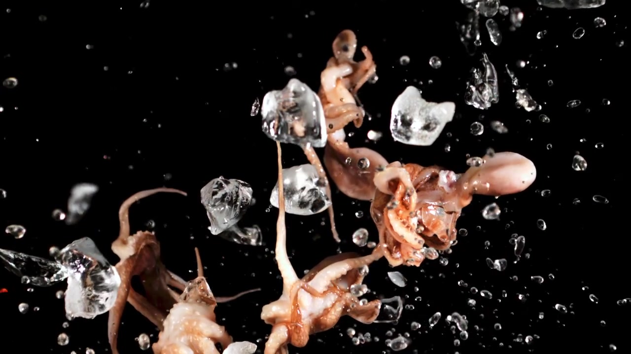 Fresh Octopuses and Ice Cubes Splashing into Water in Slow Motion