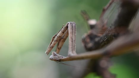 heterochaetula straminea, mantis, 4k footage