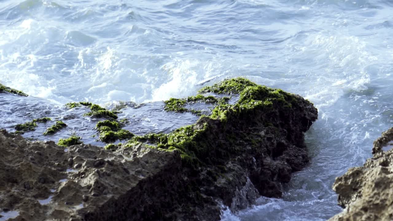 바다의 파도가 해조류로 인 바위 위에 부히고