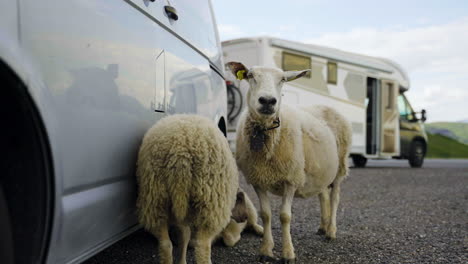 dos simpáticas ovejas descansan y se refugian junto a un coche en el campo de noruega