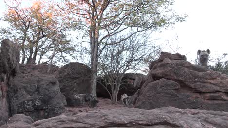 Weitwinkelaufnahme-Von-Tüpfelhyänenjungen,-Die-In-Ihrer-Höhle-Spielen,-Mashatu,-Botswana