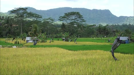 Blick-Auf-Reisfelder-Und-Hügel-HD-Video