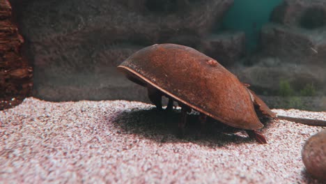 Atlantic-horseshoe-crab-(Limulus-polyphemus),-also-known-as-the-American-horseshoe-crab,-is-a-species-of-horseshoe-crab,-a-kind-of-marine-and-brackish-chelicerate-arthropod.