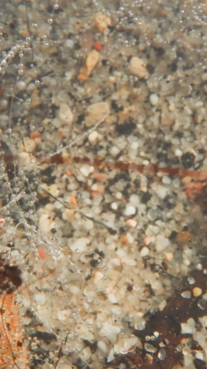 Transparent oxygen bubbles hang on stems of underwater plants. Bottom of sea covered with beautiful crystal-like pebbles. Ecosystem of natural reservoir