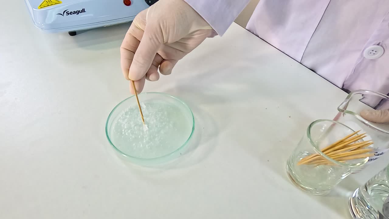 A scientist initiates sodium acetate crystallization in a petri dish using a stick, demonstrating the rapid formation of crystals