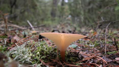 fungi in the forest in northern spain