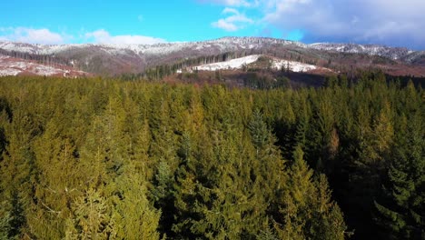 Fly-over-Treetops-in-forest-on-sunny-day