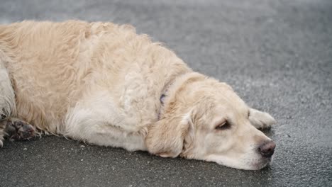 obedient golden retriever dog