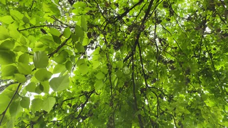 tilt down view of green wild nuts tree leaves