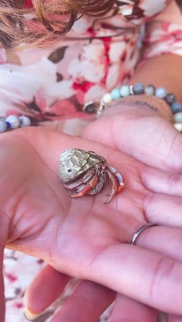 hermit crab in hand