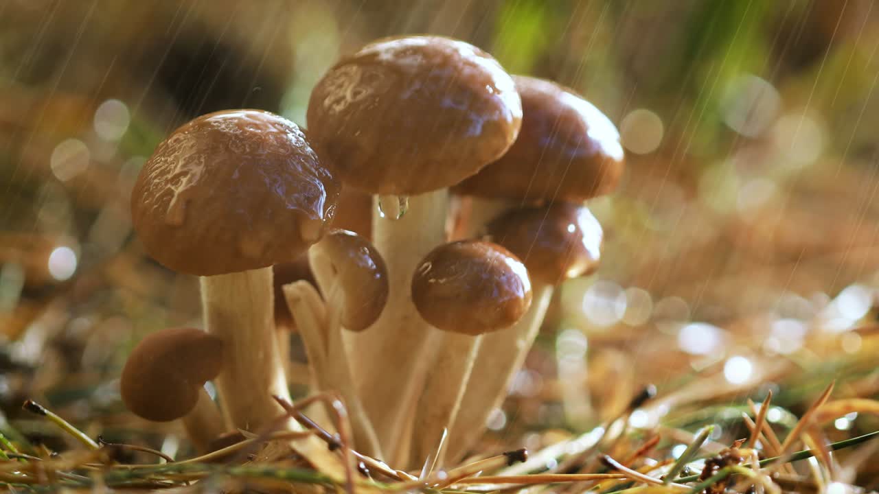 hongos armillaria de agarico de miel en un bosque soleado bajo la lluvia.