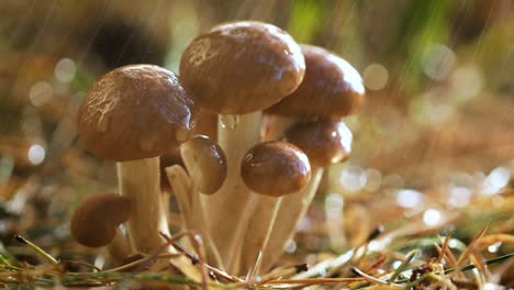 Hongos-Armillaria-De-Agárico-De-Miel-En-Un-Bosque-Soleado-Bajo-La-Lluvia.