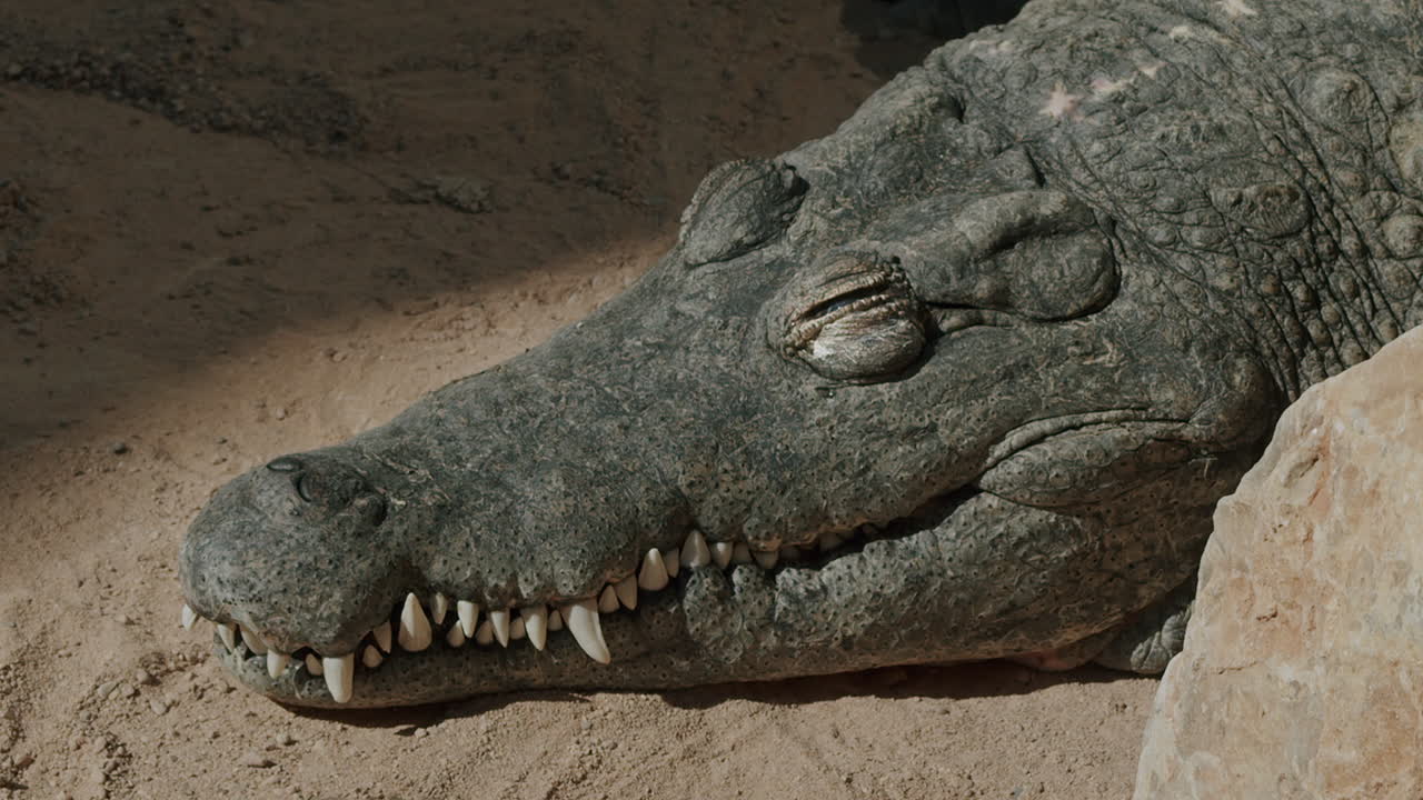 나일 악어 근접 촬영