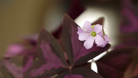 Oxalis-Triangularis,-Falsa-Flor-De-Trébol.-Primer-Plano,-4k