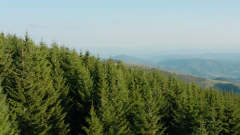 aerial view of pristine nature of serbia, coniferous forest, golija mountain on sunny summer day