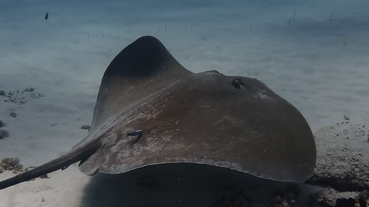 Vista subacquea ravvicinata di una pastinaca che riposa sul fondale sabbioso a Mauritius. Scena di fauna marina calma per temi di natura oceanica, immersioni ed ecosistemi tropicali.