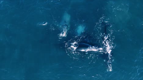 Drone-shot-above-a-unique-albino,-morpho-grey-whale-and-a-group-of-mating-Southern-Right-Whales,-in-Peninsula-Valdes---Overhead,-aerial-view