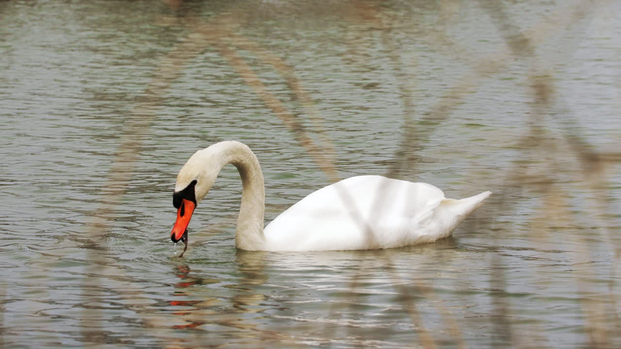 cisnes buceando bajo el agua turbia en busca de comida