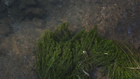 green plants in a flowing stream